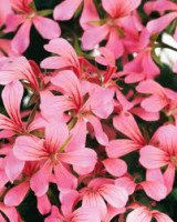 /album/belepes-csak-csajoknak-/virag-jpg/