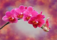 /album/belepes-csak-csajoknak-/orchidea-jpg/