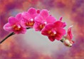 /album/fenykepgaleria/orchidea-jpg1/